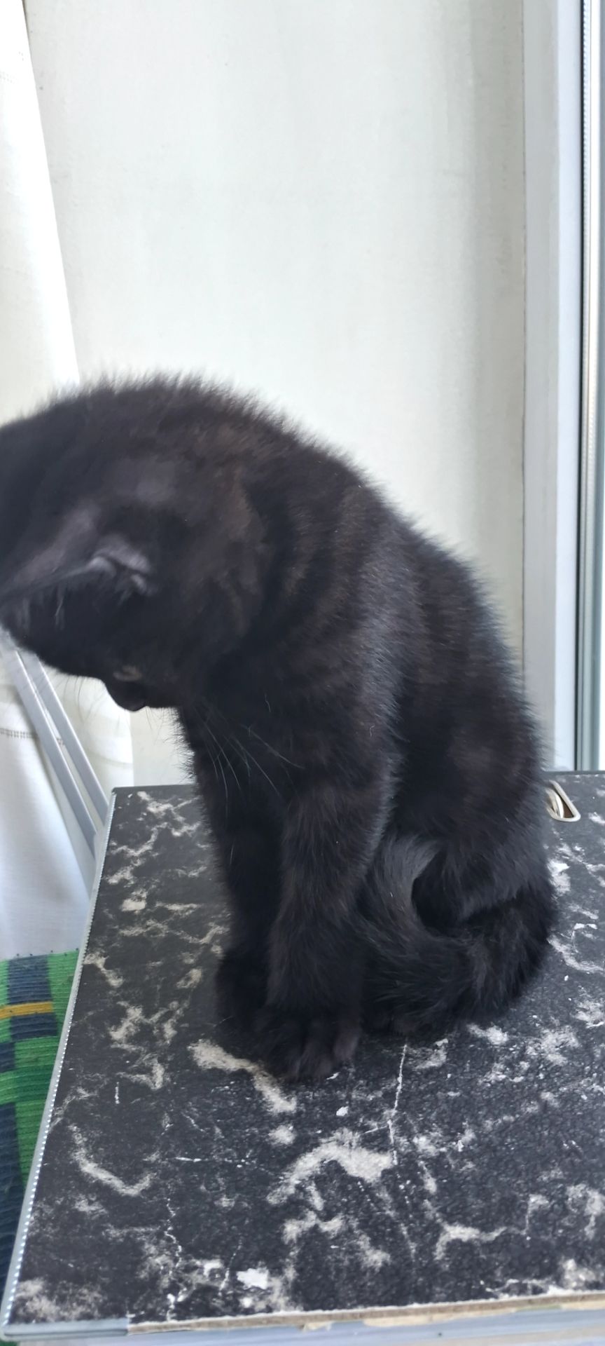 Продам шикарного чорного котика