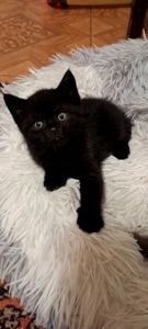 Продам кошеня чорна пантера