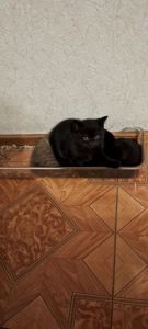 Продам кошеня чорна пантера