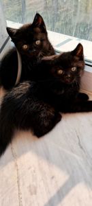 Продам шикарного чорного котика