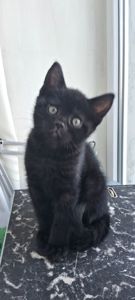 Продам шикарного чорного котика