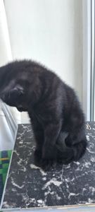 Продам шикарного чорного котика