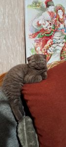 Продам кошеня "шиншилку" 2 міс