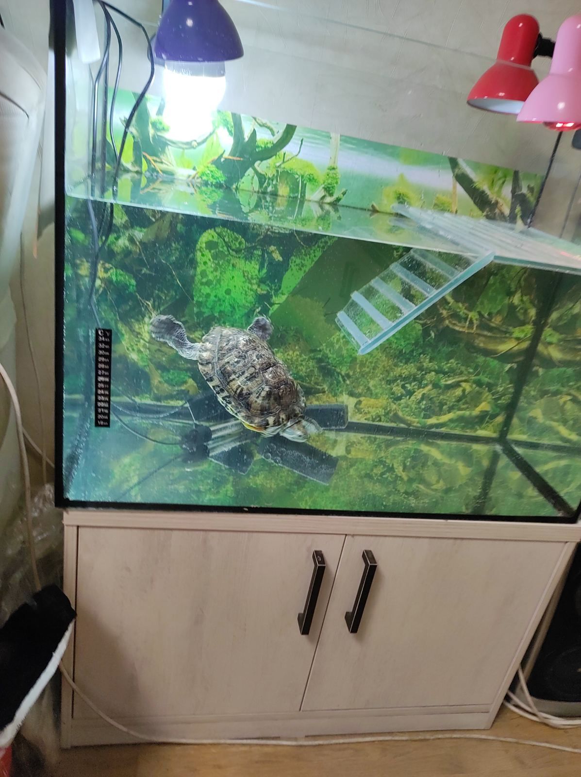Черепаха Кузя
