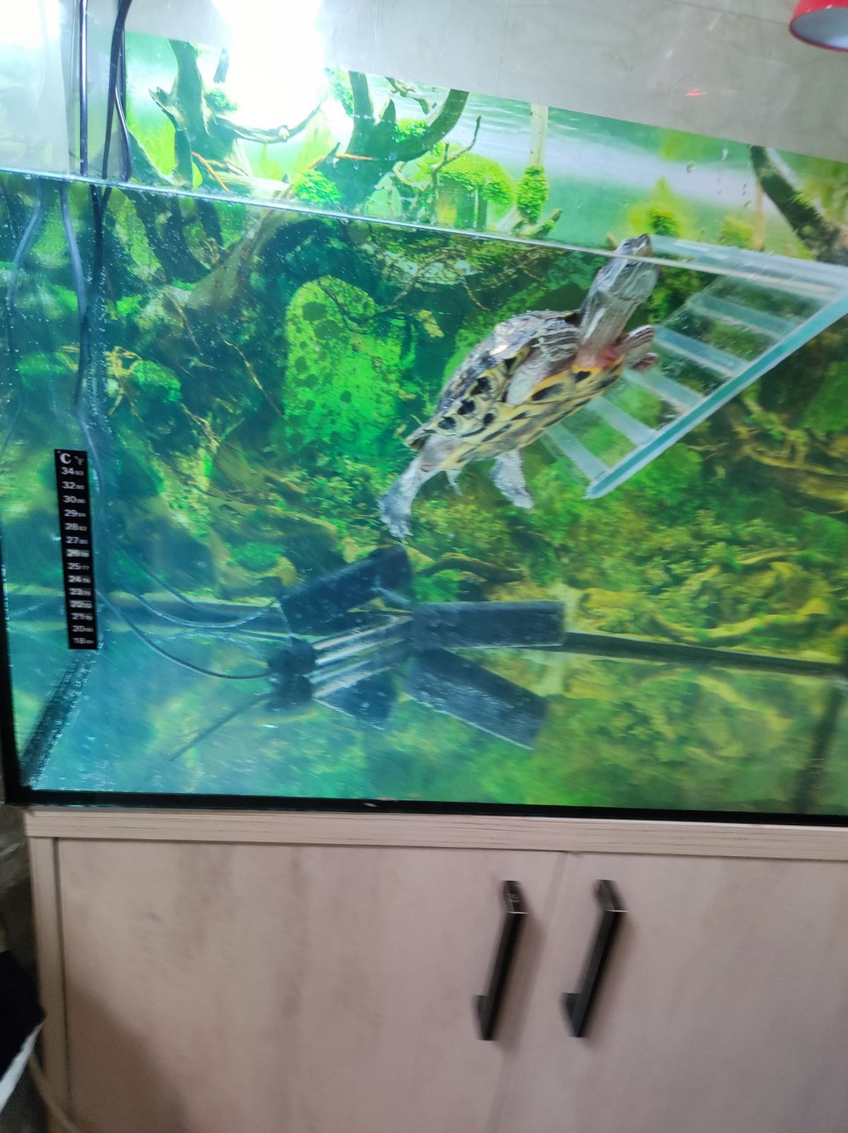 Черепаха Кузя