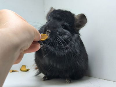 Єбоні Ангора шиншила