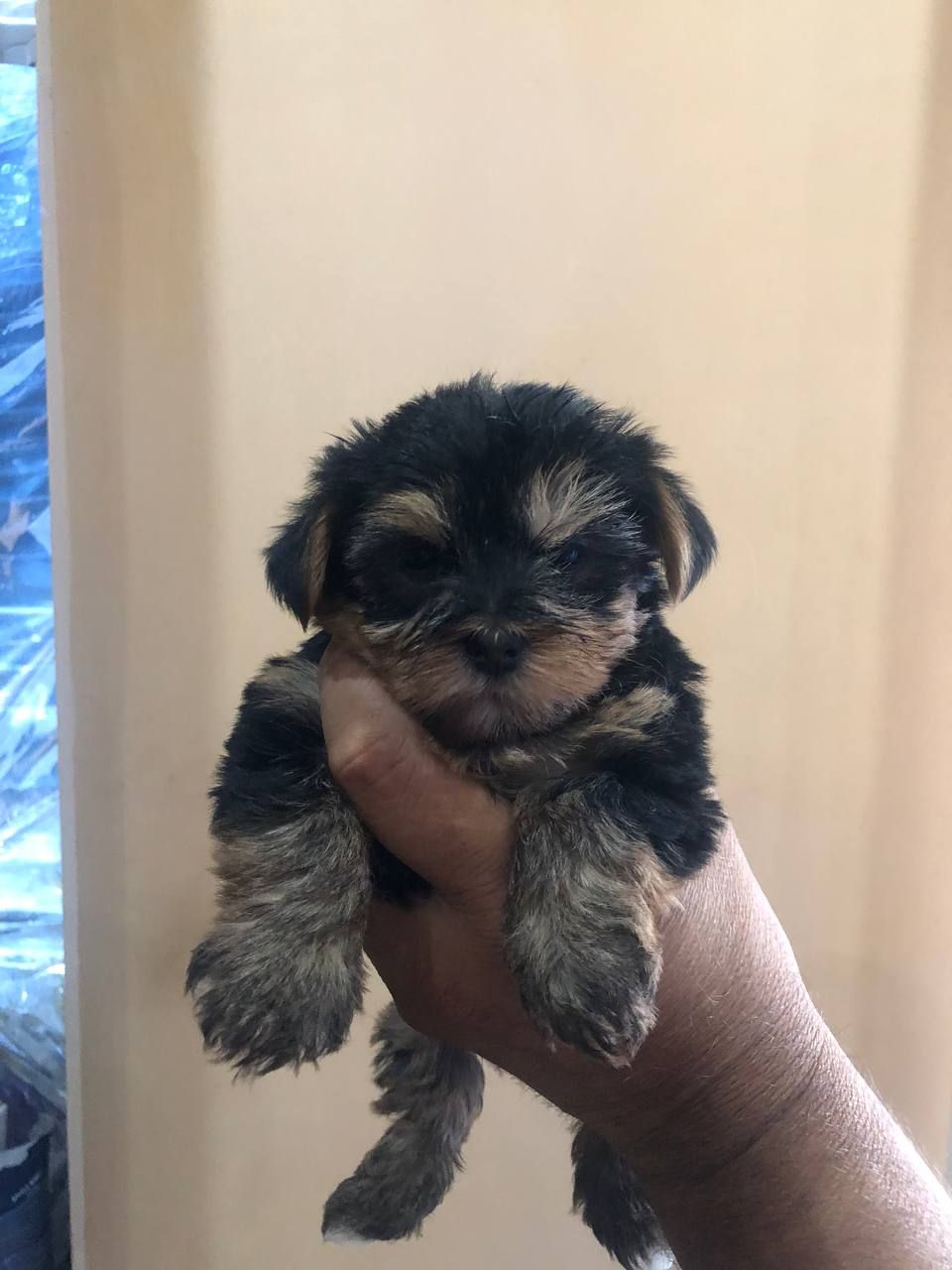 Маленькое счастье уже ждет свою любящую семью!