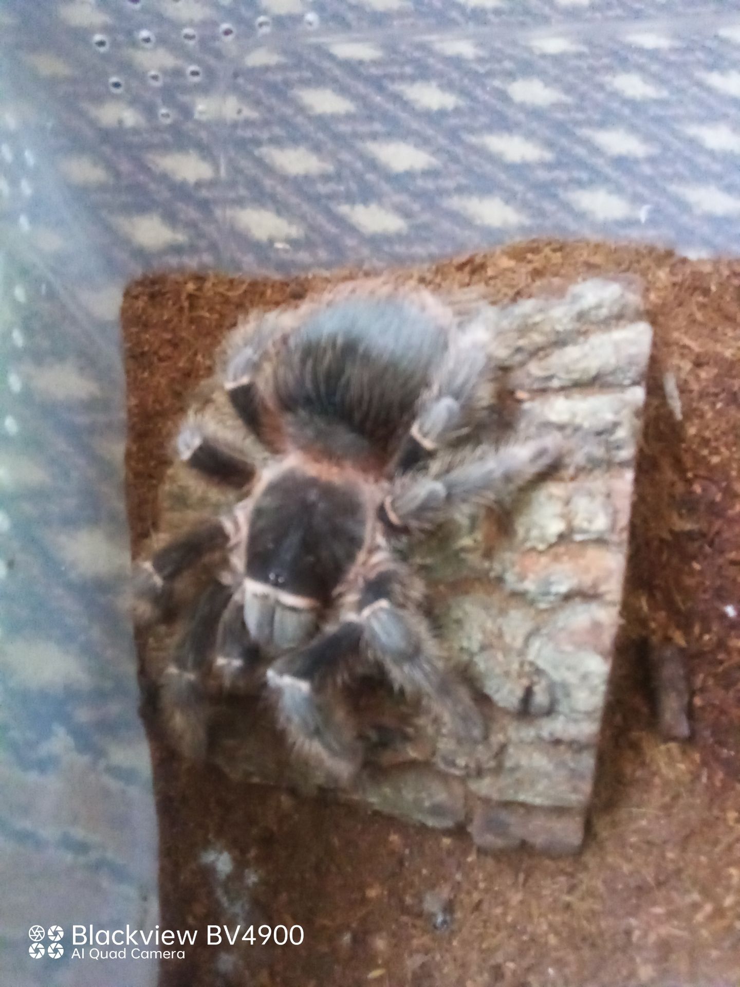 Lasiodora parachybana