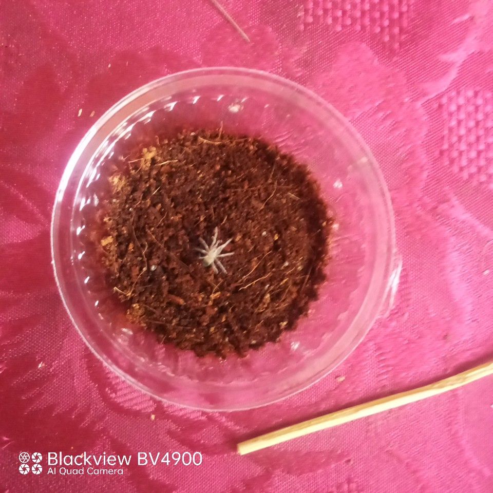 Lasiodora parachybana