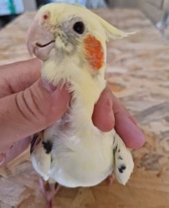 Малыши попугаев нимфа корелла