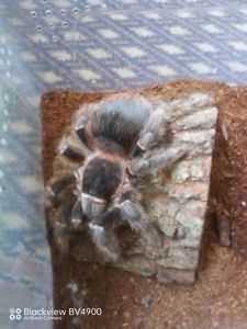 Lasiodora parachybana
