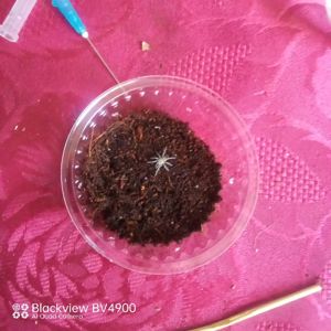 Lasiodora parachybana
