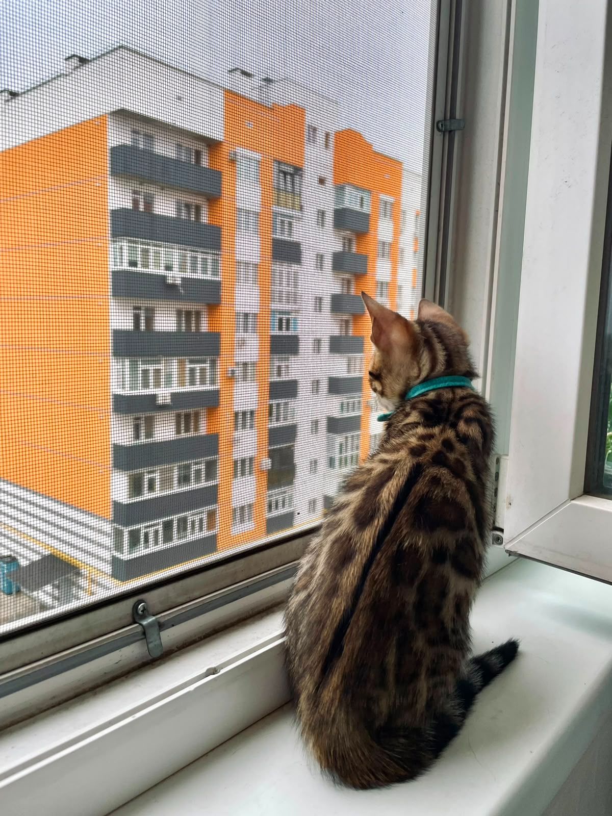 Бенгальський хлопчик шукає сім’ю