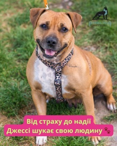 Стаффорд шукає дім