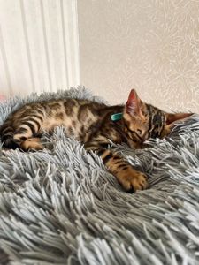 Бенгальський хлопчик шукає сім’ю