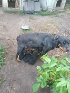 Цуценята ротвейлера