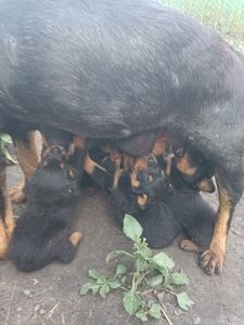Цуценята ротвейлера