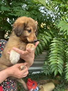 Цуценя звичайне