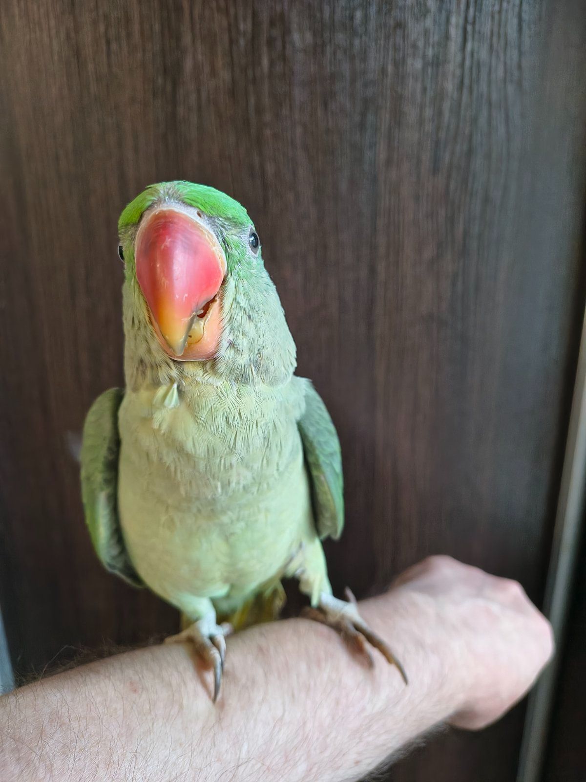 🦜 Александрийские попугаи