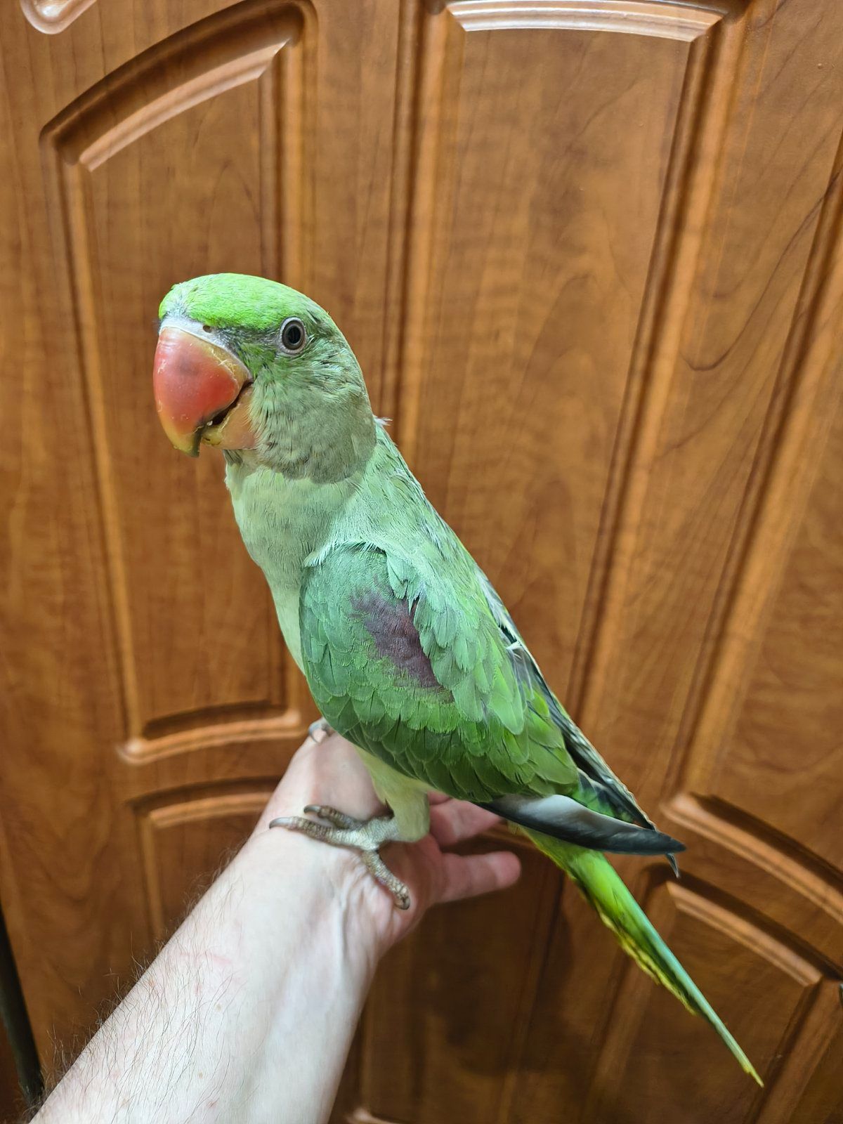 🦜 Александрийские попугаи