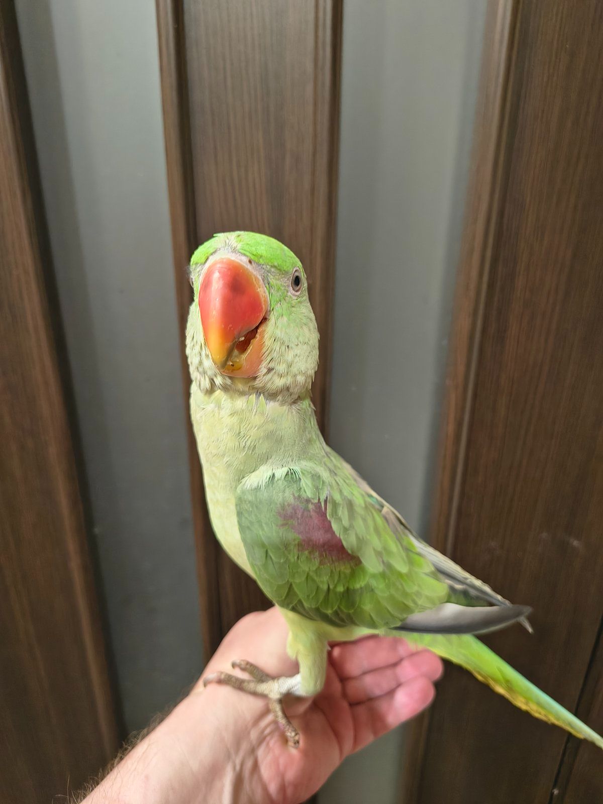 🦜 Александрийские попугаи