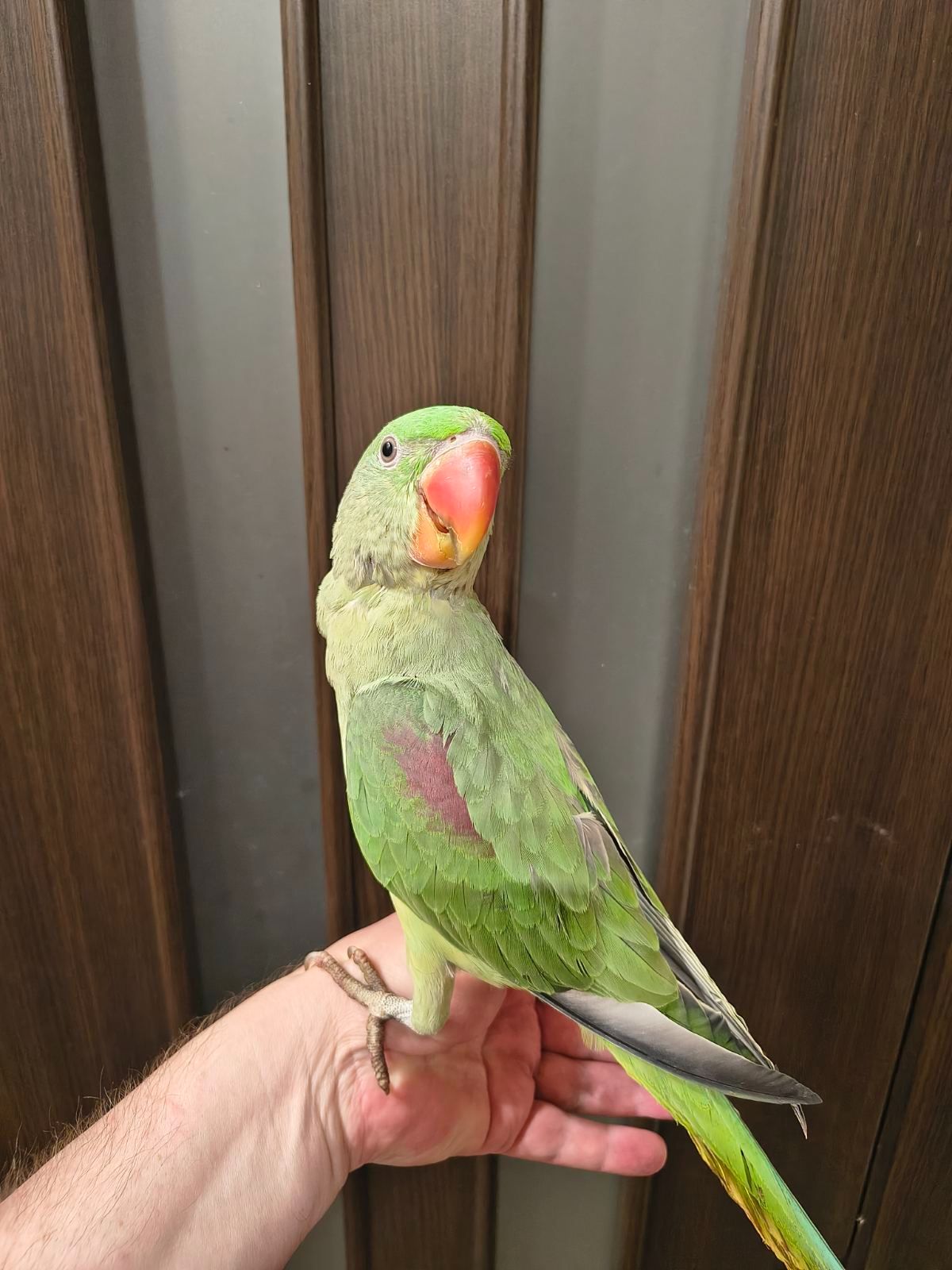 🦜 Александрийские попугаи