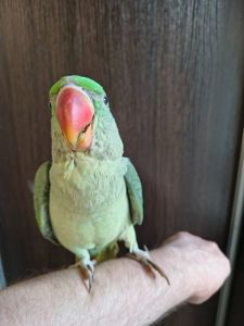 🦜 Александрийские попугаи