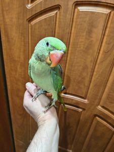 🦜 Александрийские попугаи