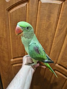🦜 Александрийские попугаи