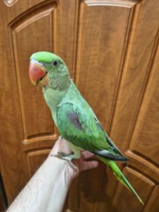🦜 Александрийские попугаи