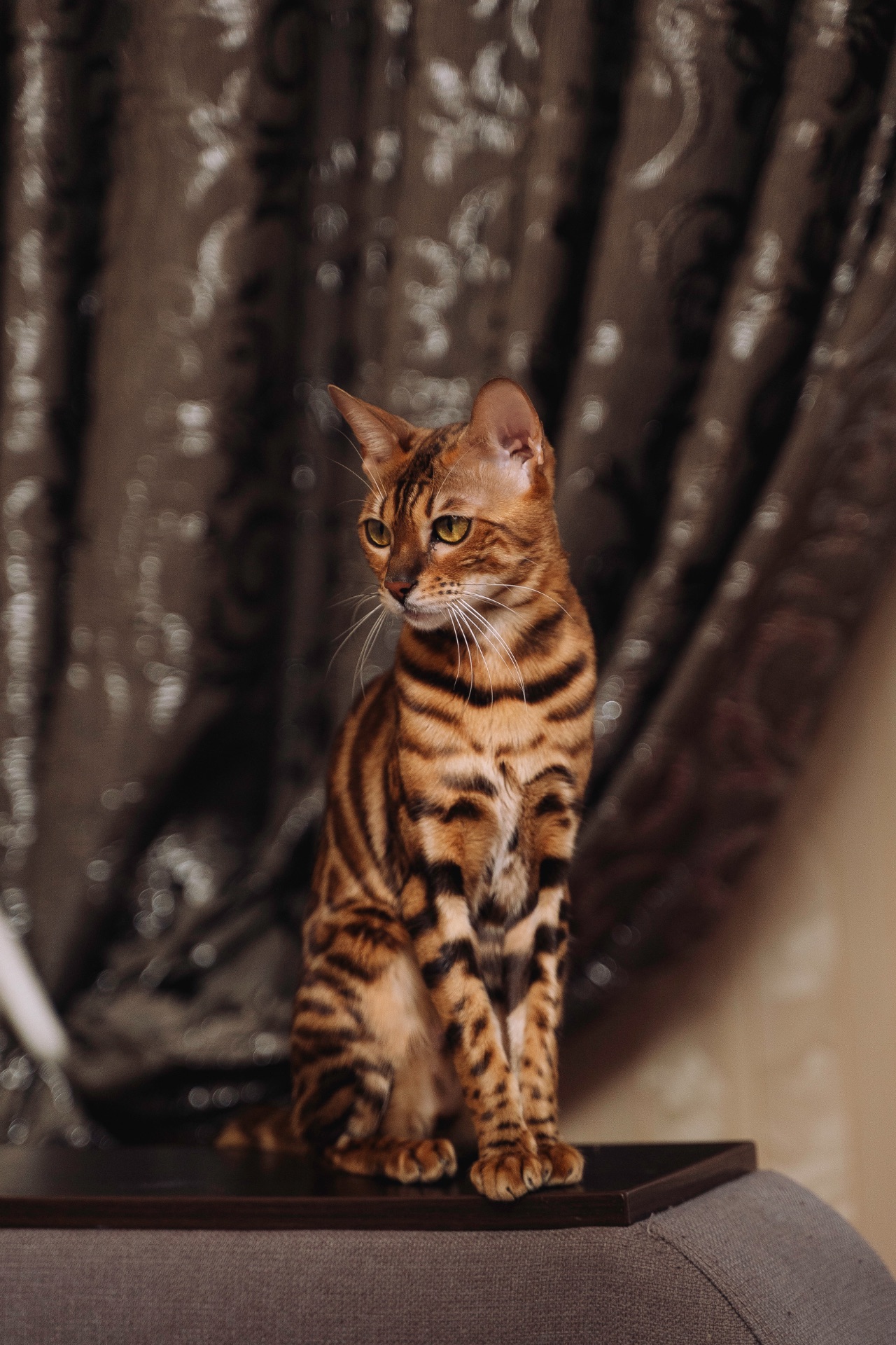 Кошеня Бенгалької породи