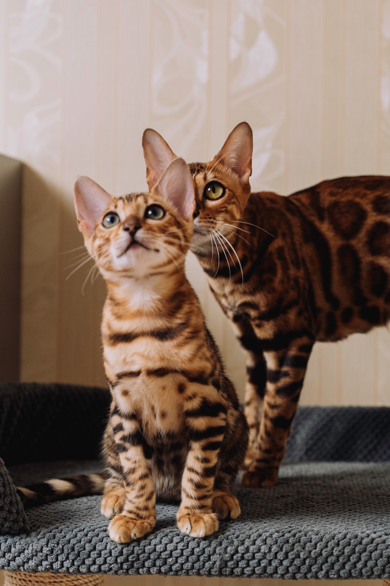 Кошеня Бенгалької породи
