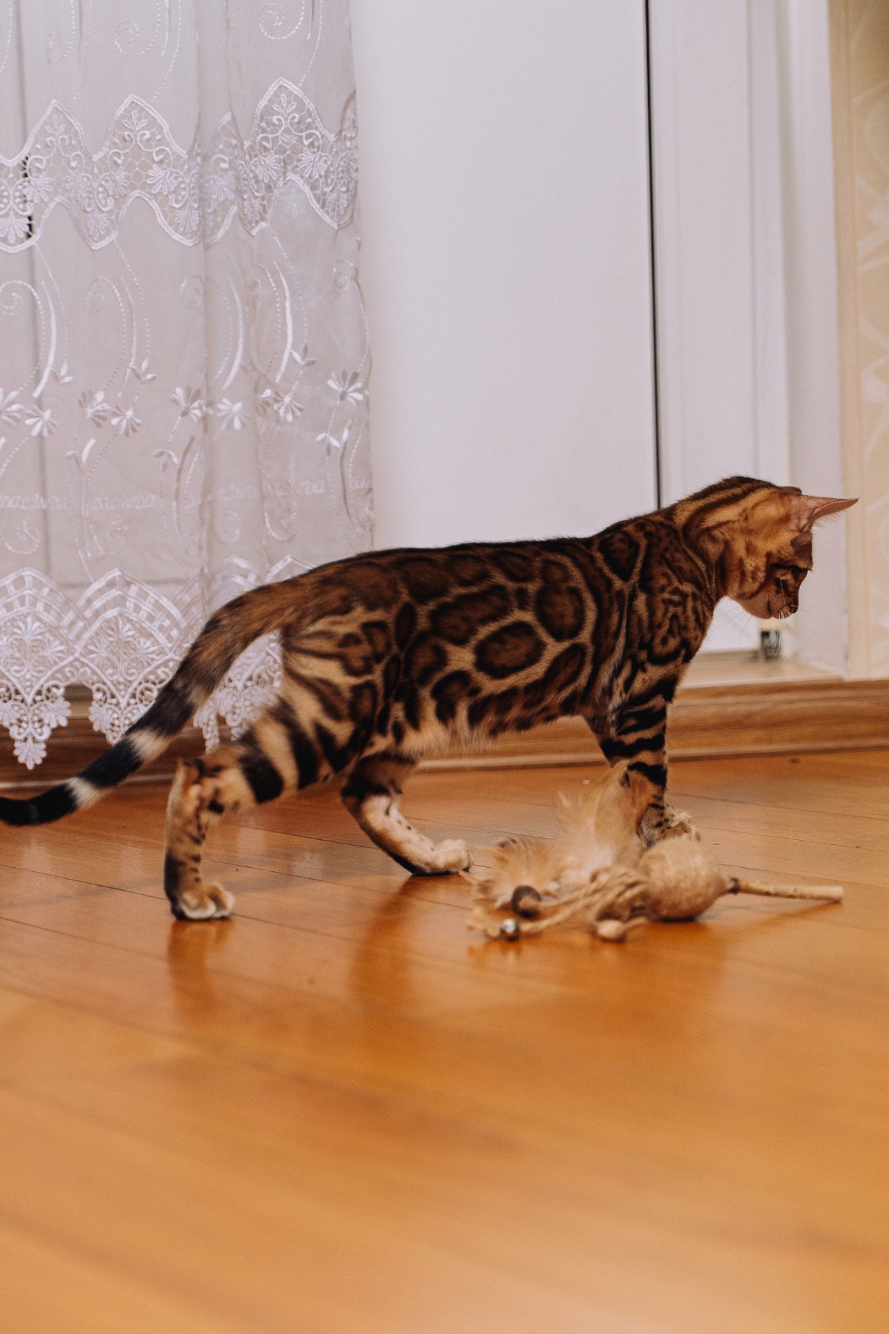 Кошеня Бенгалької породи