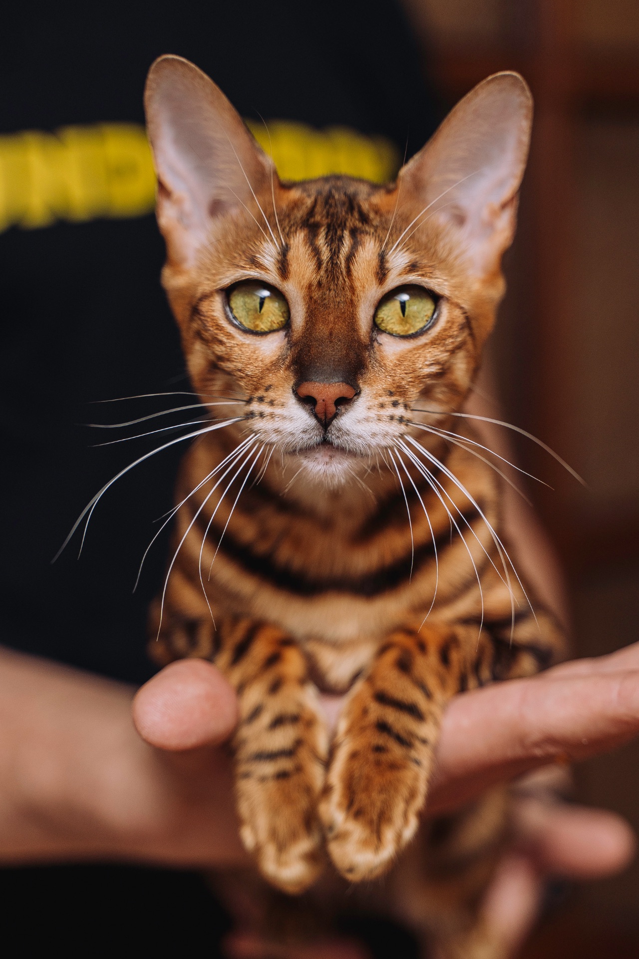 Кошеня Бенгалької породи