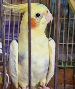 Корелла замечательные птецы под разговор
