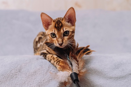 Кошеня Бенгалької породи