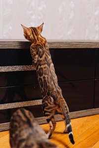 Кошеня Бенгалької породи