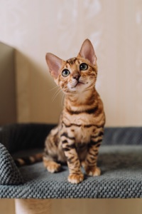 Кошеня Бенгалької породи