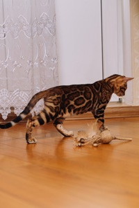 Кошеня Бенгалької породи