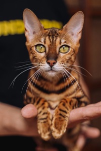Кошеня Бенгалької породи