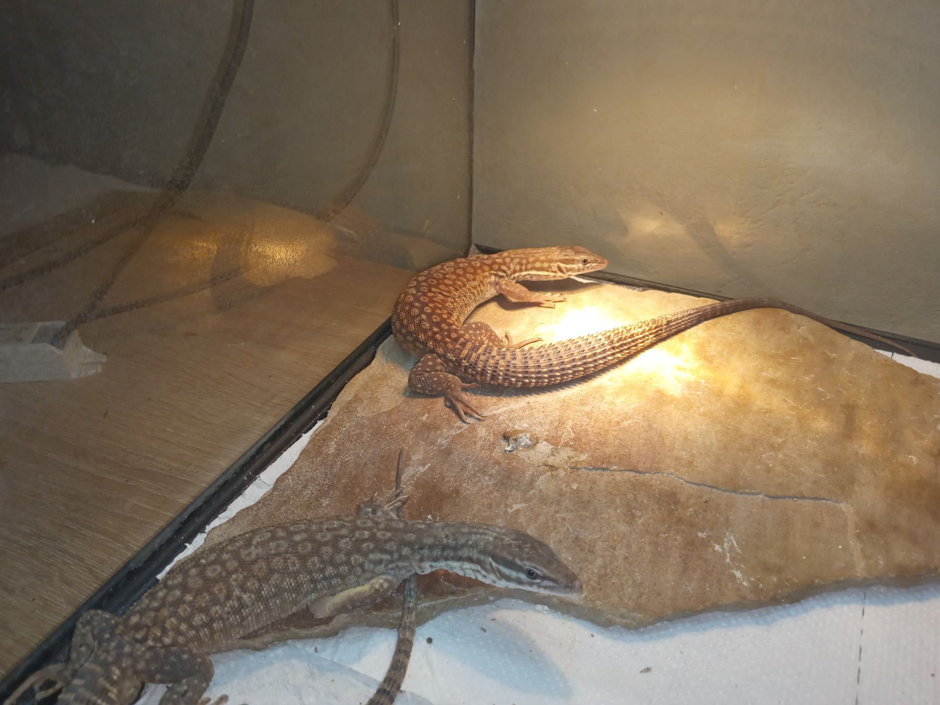 Varanus acanthurus 0.0.3