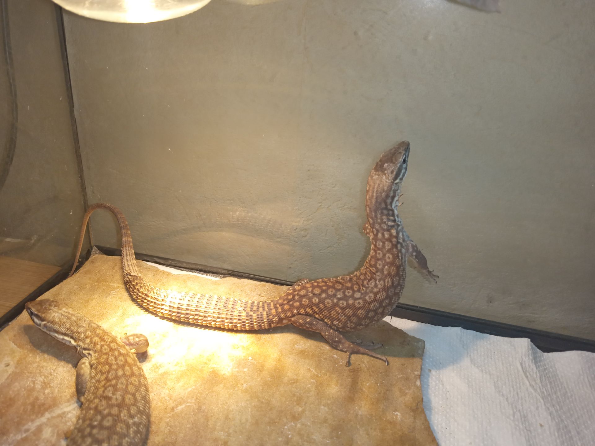 Varanus acanthurus 0.0.3