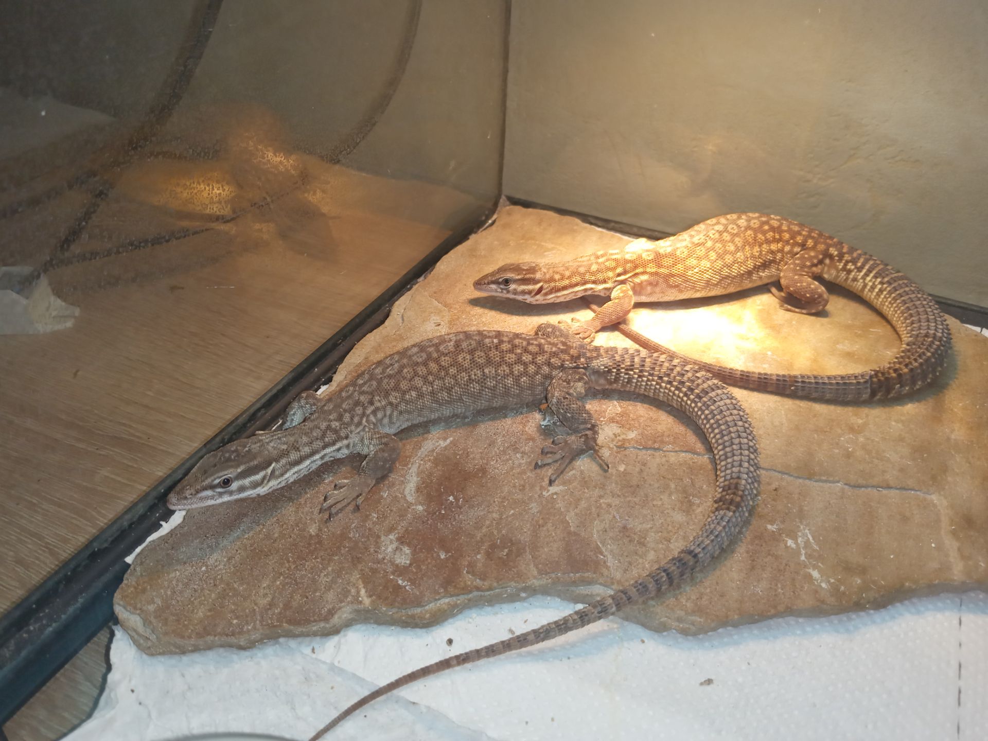 Varanus acanthurus 0.0.3