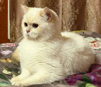 Британська Шиншила