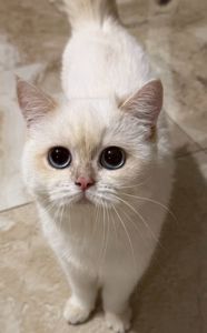 Британська Шиншила