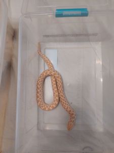 Пара Свиноносих вужів