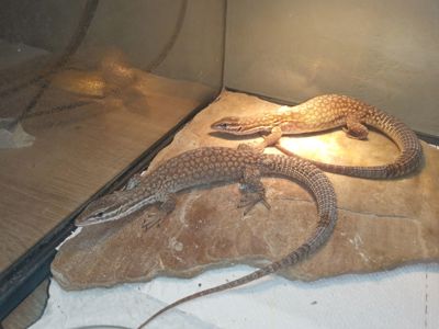 Varanus acanthurus 0.0.3