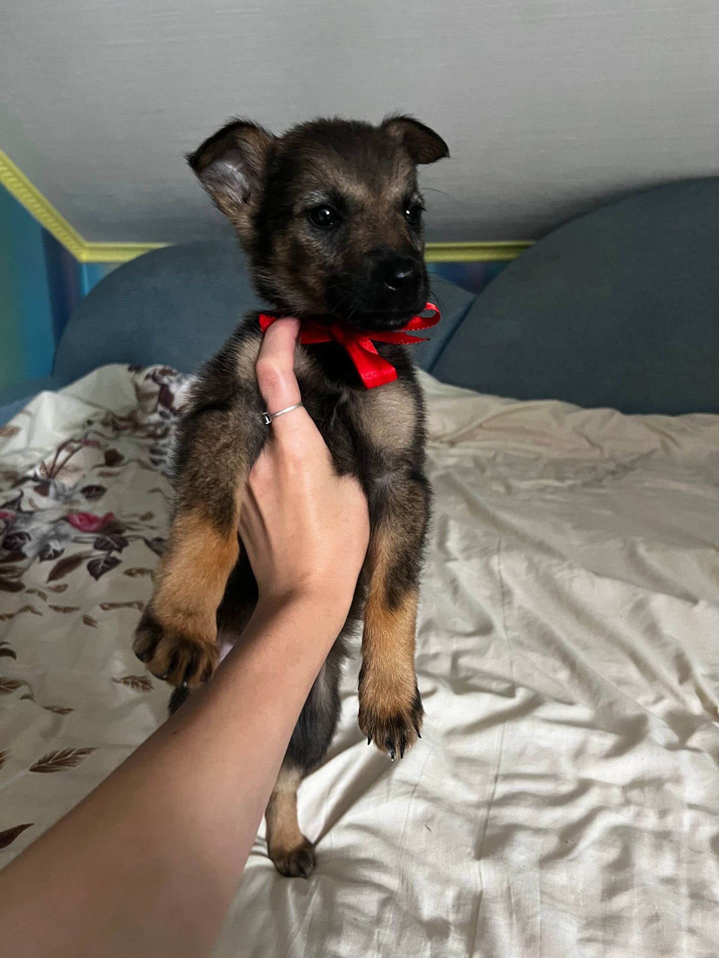 Цуценята в хороші руки