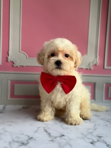 Мальтіпу милий хлопчик