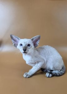 Ориентальный котенок ориентальная девочка Yarina cиамская
